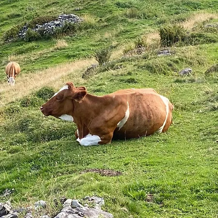 Murmeltier-stube Apartment Zell am See