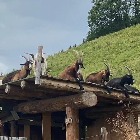 Murmeltier-stube Διαμέρισμα Τσελ αμ Ζέε