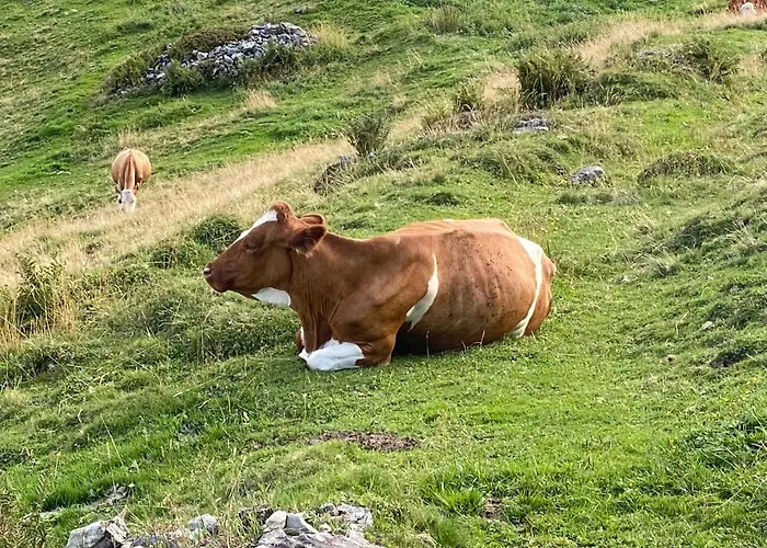 Murmeltier-stube Апартаменти Целль-ам-Зеє