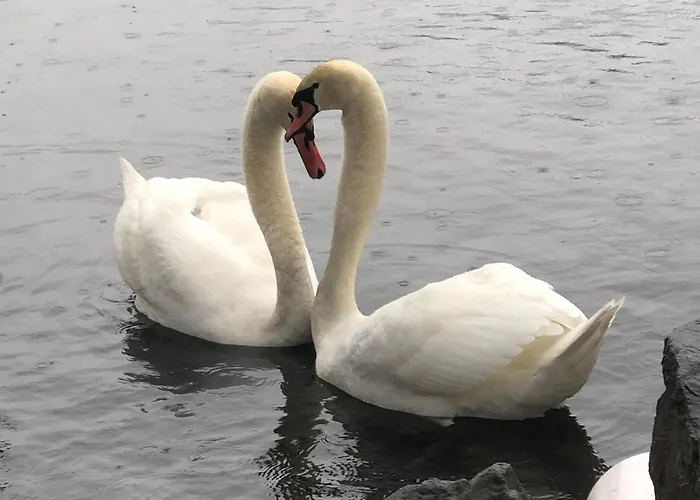 Murmeltier-stube * Zell am See